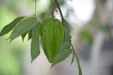 star fruit with a blurred background
