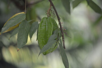 star fruit with a blurred background