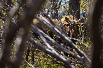 Sun shining on moose in the trees at Potter Marsh on a spring day in Anchorage, Alaska.
