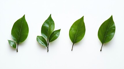Fototapeta premium Minimalistic Tropical Green Leaves Arrangement on White Background for Relaxing and Serene Interior Decor