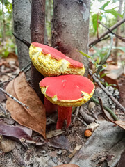 Red mushroom in the forest. Jamur pelawan (Heimioporus sp.) in Indonesian forest. Natural environment.
