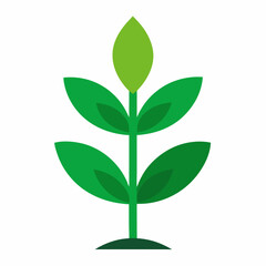 green plant isolated on white background