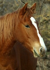 Fototapeta premium Portrait of a Wild Horse 