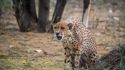 cheetah in Namibia