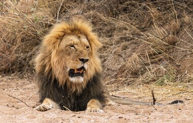 male lion in the wild