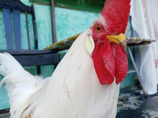 A white  layer or  laying  cock or rooster in the corridor in the yard. Farm animals. photo taken...