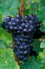 Organic Ripe Red Wine Cabernet Franc Grapes Vine Okanagan Valley