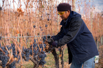 Naklejka premium Grape Harvesting Autumn Season Okanagan Valley British Columbia