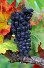Organic Ripe Red Wine Merlot Grapes Vine Okanagan Valley
