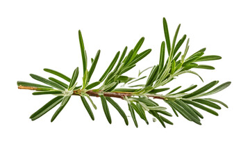 Fototapeta premium twig of rosemary isolated on transparent background