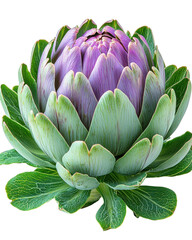 Obraz premium vibrant artichoke with fanned outer leaves showcasing its beauty