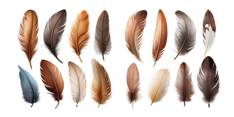 Collection of Colorful Feathers on Transparent Background