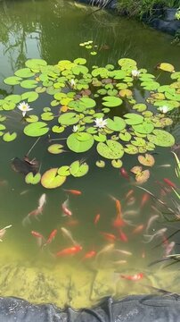 Staw  z nenufarami i pływającymi kolorowymi rybkami