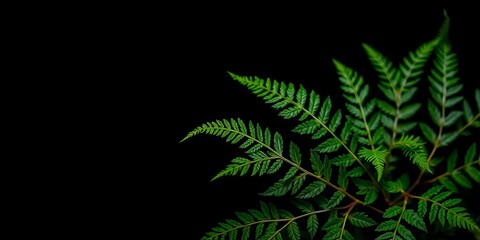 Close up image of vibrant green fern leaves against a dark background, elegance, leaves