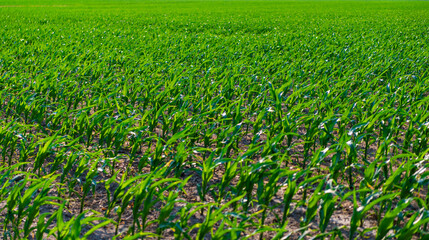Field of harvest. Field harvest with corn crop. Agriculture and cultivation. Green crop plant at agricultural farm field. Harvesting and agriculture. Crop plantation at farm. Agricultural field