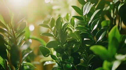 A ZZ plant surrounded by other indoor plants, creating a lush and green indoor garden scene.