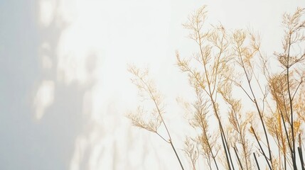 Obraz premium Dried grass, sunlit wall, shadow, minimalist, interior decor