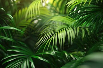 Green background concepts.Tropical palm leaves  jungle leaf close up