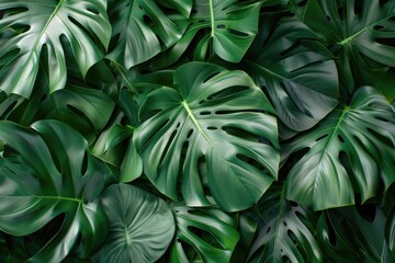 Obraz premium Monstera leaves summer minimal flat lay background view.