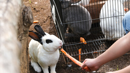 Cute Fluffy Rex Rabbit in outdoor garden
