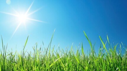 Fototapeta premium A peaceful shot of grass dancing in a gentle breeze, illuminated by bright sunlight under a clear blue sky