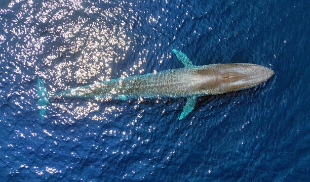 Pygmy blue whale, Timor-Leste
