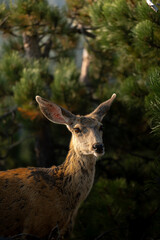 deer in the forest