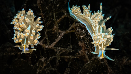 Dondice Occidental