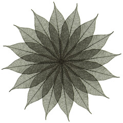 Rosace de feuilles sèches, fond blanc 