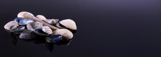 A variety of seashells arranged beautifully on a reflective surface in soft lighting