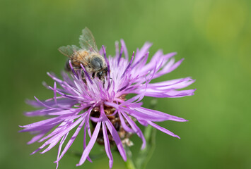 A small honeybee searches for pollen on a purple meadow flower in summer. A green meadow with yellow spots in the background.