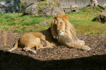Majestic Male Lion Sitting Peacefully in the Sun