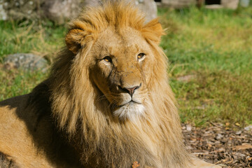 Close-Up Portrait of a Male Lion – A Symbol of Majesty and Strength