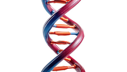 DNA strand 3d render isolated on white background 