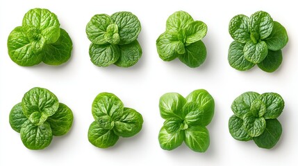 Obraz premium Fresh green mint leaves arranged in a grid pattern.