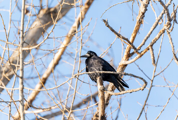 A rook bird, illuminated by the sun's rays, sits on a bare branch of a tall tree in winter against a bright blue sky.