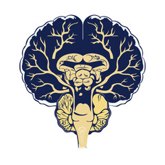 A vintage illustration of human brainstem