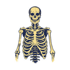 A vintage illustration of a human skeleton