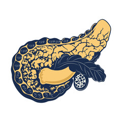 Pancreas illustration in vintage style
