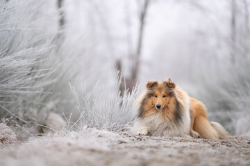 Rough Collie sable white britisch in vereister Landschaft Winter Schnee Var. 25