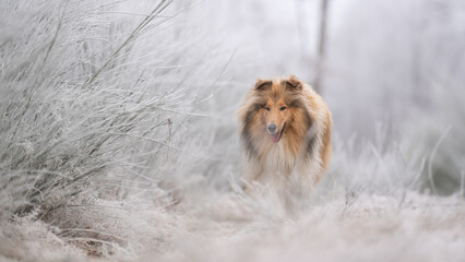 Rough Collie sable white britisch in vereister Landschaft Winter Schnee Var. 23