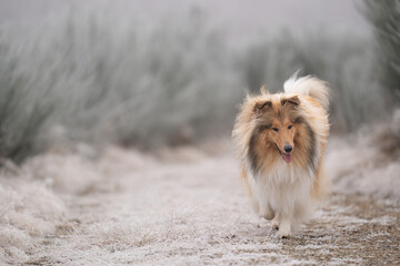 Rough Collie sable white britisch in vereister Landschaft Winter Schnee Var. 19