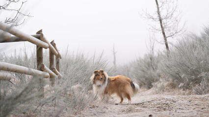 Rough Collie sable white britisch in vereister Landschaft Winter Schnee Var. 14