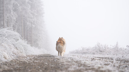 Rough Collie sable white britisch in vereister Landschaft Winter Schnee Var. 11