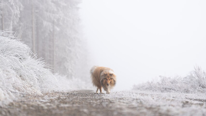 Naklejka premium Rough Collie sable white britisch in vereister Landschaft Winter Schnee Var. 10