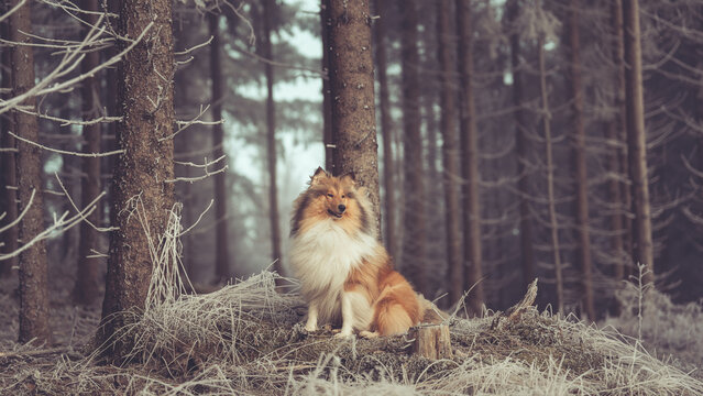 Rough Collie sable white britisch in vereister Landschaft Winter Schnee Var. 9b