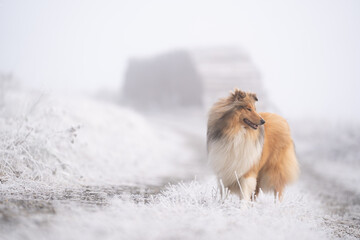 Rough Collie sable white britisch in vereister Landschaft Winter Schnee Var. 1