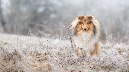Rough Collie sable white britisch in vereister Landschaft Winter Schnee Var. 2