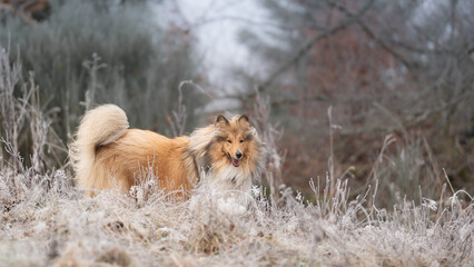 Rough Collie sable white britisch in vereister Landschaft Winter Schnee Var. 4