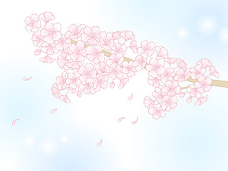 simply background of cherry blossoms